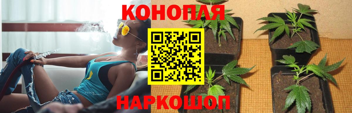 Сосновый Бор  Марихуана планчик  Конопля Amnesia  Вход с VPN  Шишки марихуана ГИДРОПОН 
